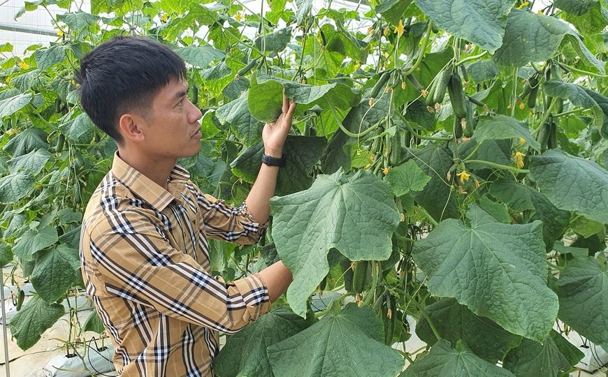 Thành viên HTX Nông Thịnh kiểm tra chất lượng cây dưa leo trong nhà màng.