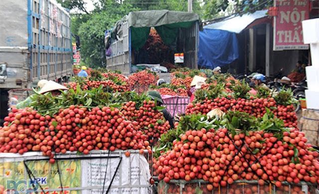 Việc tiêu thụ vải thiều Bắc Giang tương đối thuận lợi.