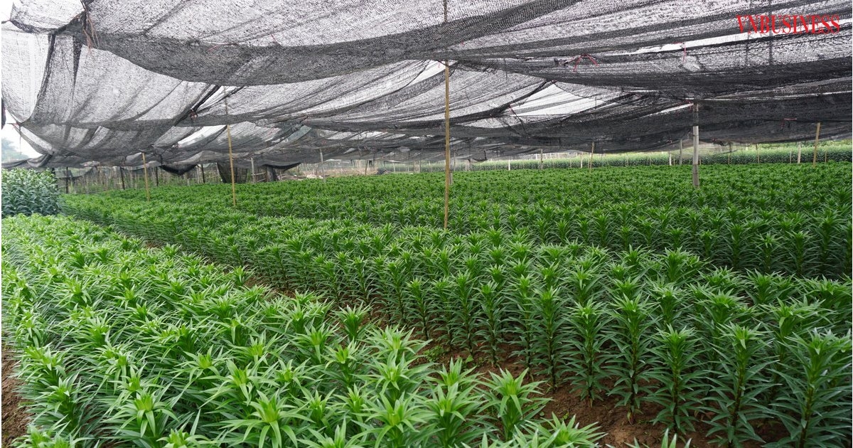 Xây dựng vùng chuyên canh sản xuất nông nghiệp an toàn là hướng đi để bảo vệ môi trường.