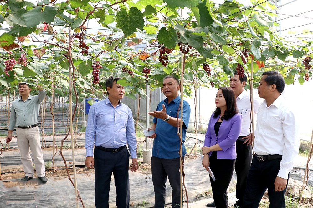 Các HTX trong vùng dân tộc thiểu số tỉnh Bắc Giang rất cần sự chung tay hỗ trợ để phát triển.