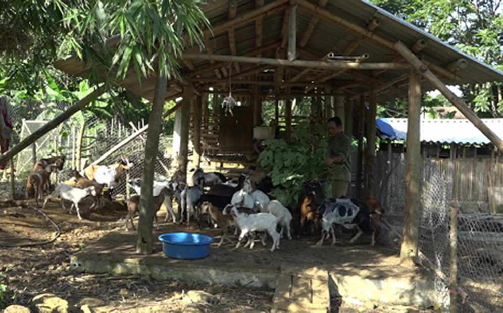 HTX chăn nuôi vùng cao gặp khó khăn bởi hạn chế về nguồn vốn, khoa học kỹ thuật và nhất là ảnh hưởng bởi dịch Covid-19.