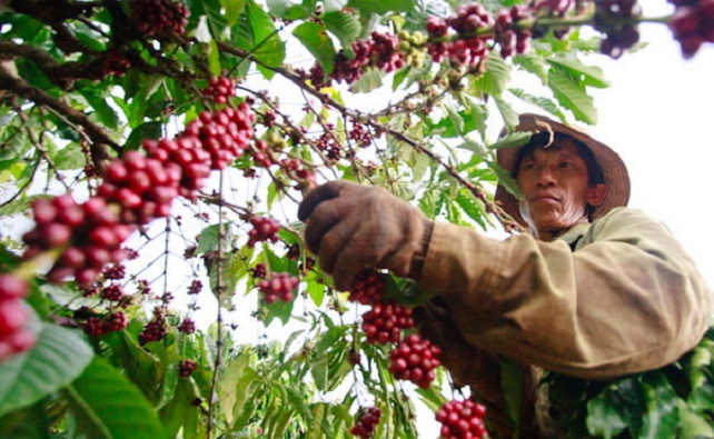 Cần hỗ trợ người dân, HTX mở rộng đầu ra cho các sản phẩm GAP, từ đó tạo thuận lợi cho việc nhân rộng các mô hình.