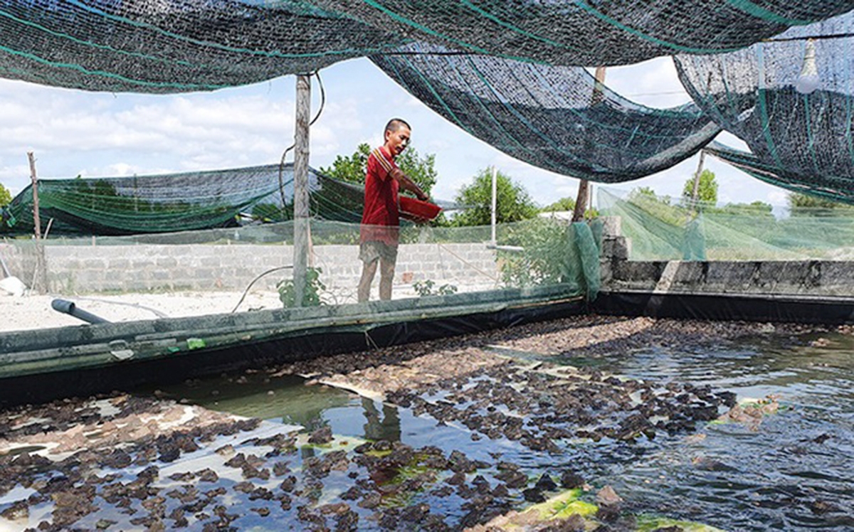 Các HTX có vai trò đặc biệt quan trọng trong phối hợp dạy nghề, tạo việc làm (Ảnh TL).