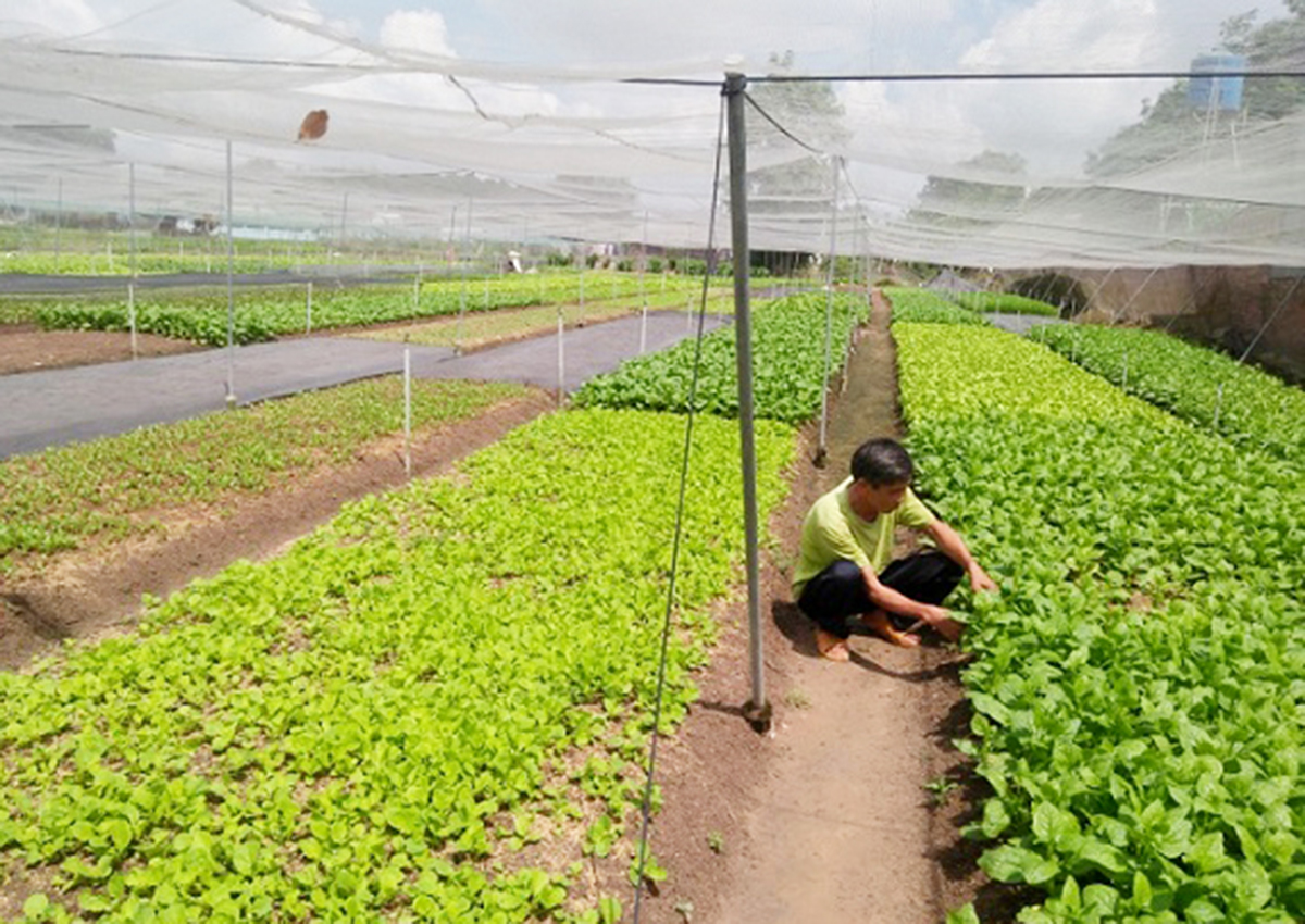 Trồng rau trong nhà lưới, ứng dụng tưới tự động giúp nông dân giảm tác động của biến đổi khí hậu (Ảnh TL).