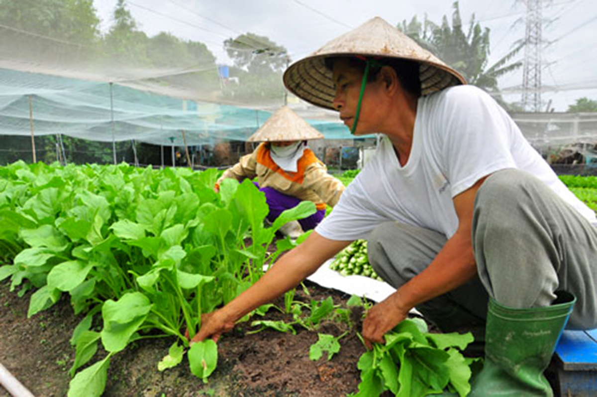 Các mô hình sản xuất điển hình cần được nhân rộng để tạo hiệu ứng lan tỏa mạnh đến người dân (Ảnh TL).