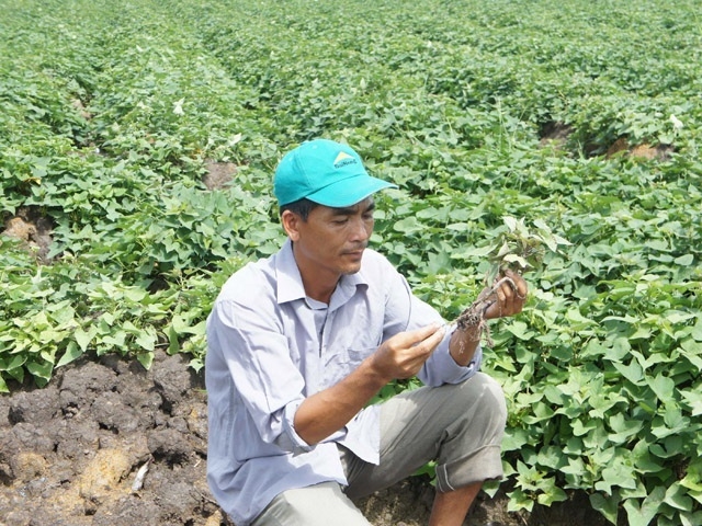 Áp dụng GAP vào sản xuất đang giúp cây khoai lang ở Mỹ Thái nâng cao giá trị.