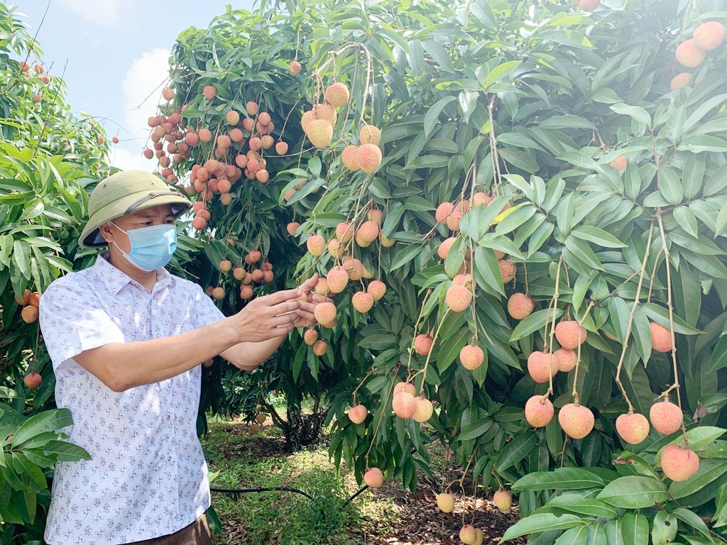 Bộ GTVT quan tâm chỉ đạo hệ thống ngành dọc tạo điều kiện cho phép lưu thông nông sản.