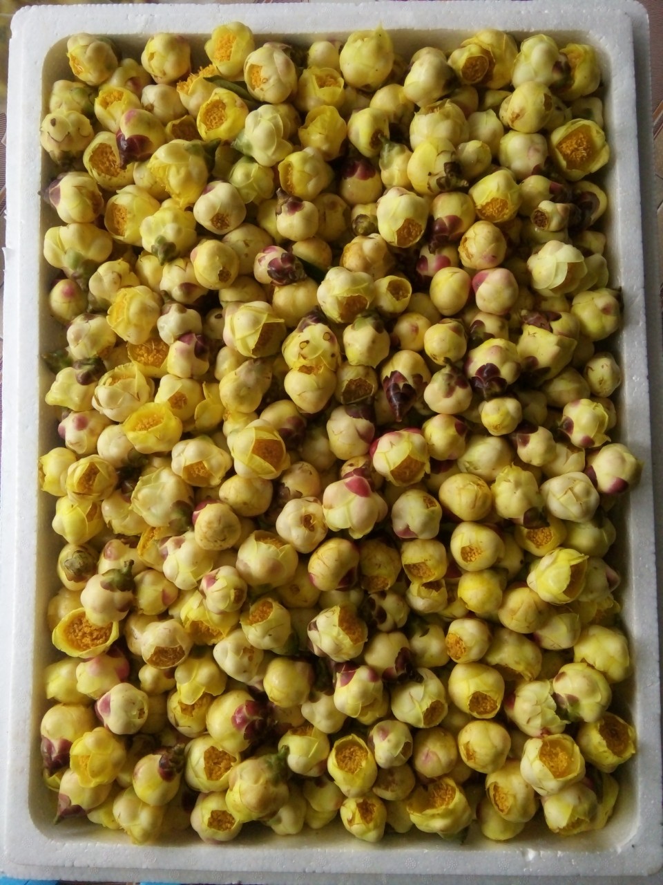 Do chưa được chế biến sâu nên sản phẩm của HTX trà rừng hoa vàng chưa đem lại giá trị kinh tế cao.