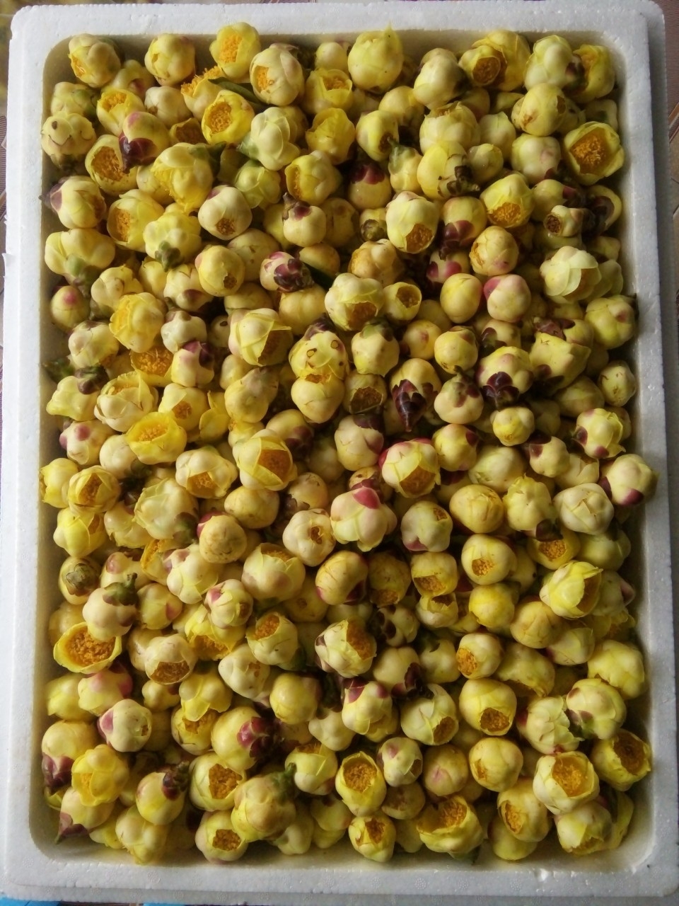 Do chưa được chế biến sâu nên sản phẩm của HTX trà rừng hoa vàng chưa đem lại giá trị kinh tế cao.