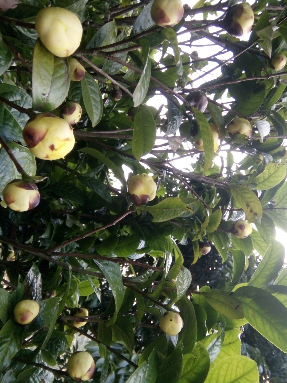 Do áp dụng khoa học kỹ thuật phù hợp với điều kiện tự nhiên nên sản lượng trà rừng hoa vàng của HTX đã cho năng xuất và chất lượng cao.