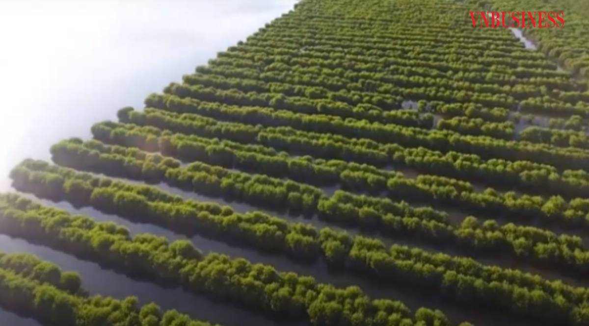 Xã Đa Lộc sẽ mở rộng thêm 130 ha rừng ngập mặn, nhằm tăng cường chắn sóng bảo vệ đê biển, đồng thời tạo điều kiện cho nghề nuôi ong có cơ hội phát triển.