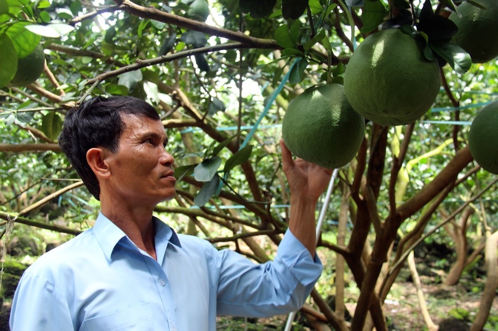 Sản phẩm “Bưởi da xanh Tà Lài” đã được đưa vào danh mục xây dựng của Chương trình OCOP của tỉnh Đồng Nai.