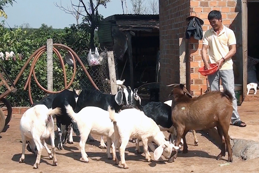 Nghề chăn nuôi dê giúp bà con dân tộc Châu Mạ hoát nghèo một cách bền vững, lâu dài.