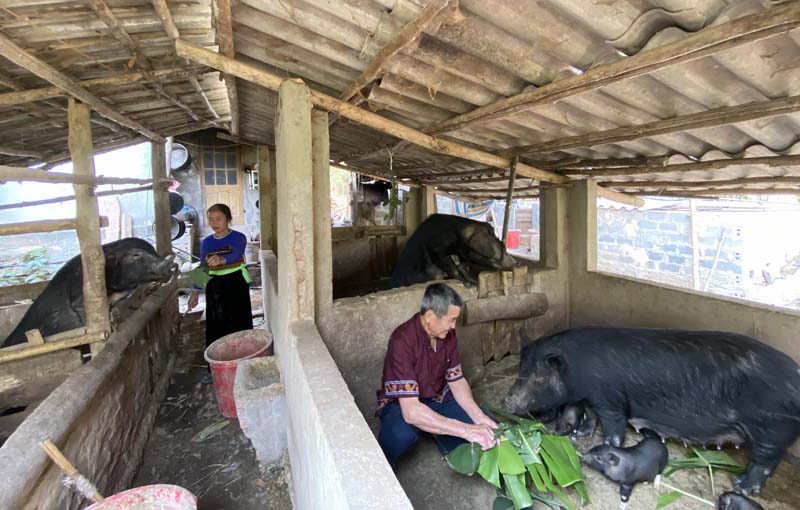 Việc liên kết trong chăn nuôi vẫn còn gặp nhiều khó khăn.
