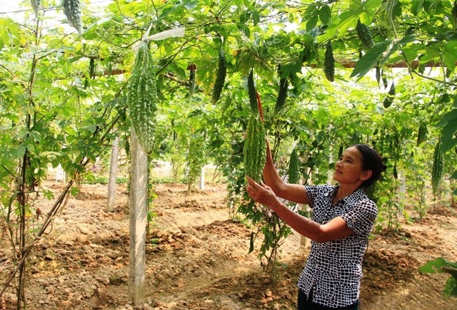 Trồng lagim theo phương pháp mới giúp nâng cap chất lượng nông sản và đất đai thêm màu mỡ.