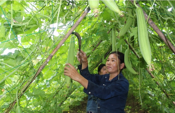 Người dân đã có ý thức bảo vệ môi trường khi cùng nhau liên kết sản xuất.