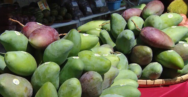 Xoài là một trong những nông sản chủ lực của Sơn La với sản lượng cả năm 2021 ước đạt 65.223 tấn. Trong ảnh là xoài Yên Châu - loại xoài xanh lòng vàng có mùi thơm mát, đặc trưng của vùng núi Sơn La