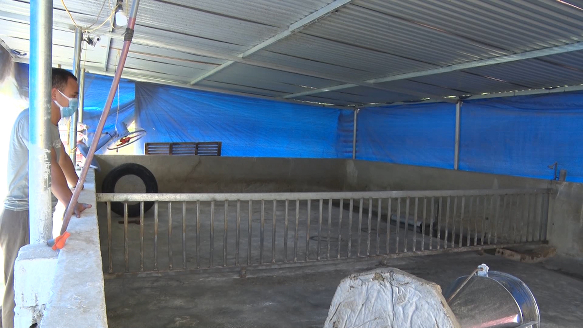 Dịch tả lợn châu Phi đã khiến nhiều hộ chăn nuôi ở miền núi trắng tay.