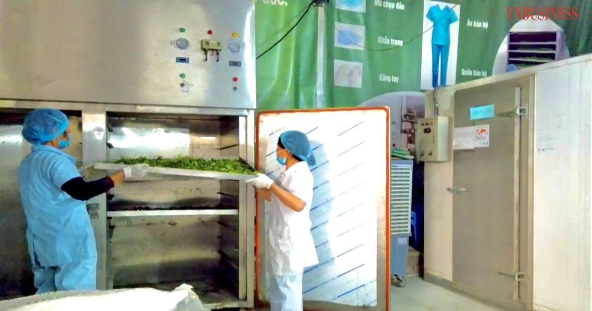 Sau khi sơ chế rau củ, công nhân đưa rau vào máy sấy lạnh.