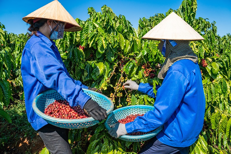 Từ đầu năm đến nay, các mặt hàng nông sản từ cây công nghiệp đạt kim ngạch XK khá tốt.