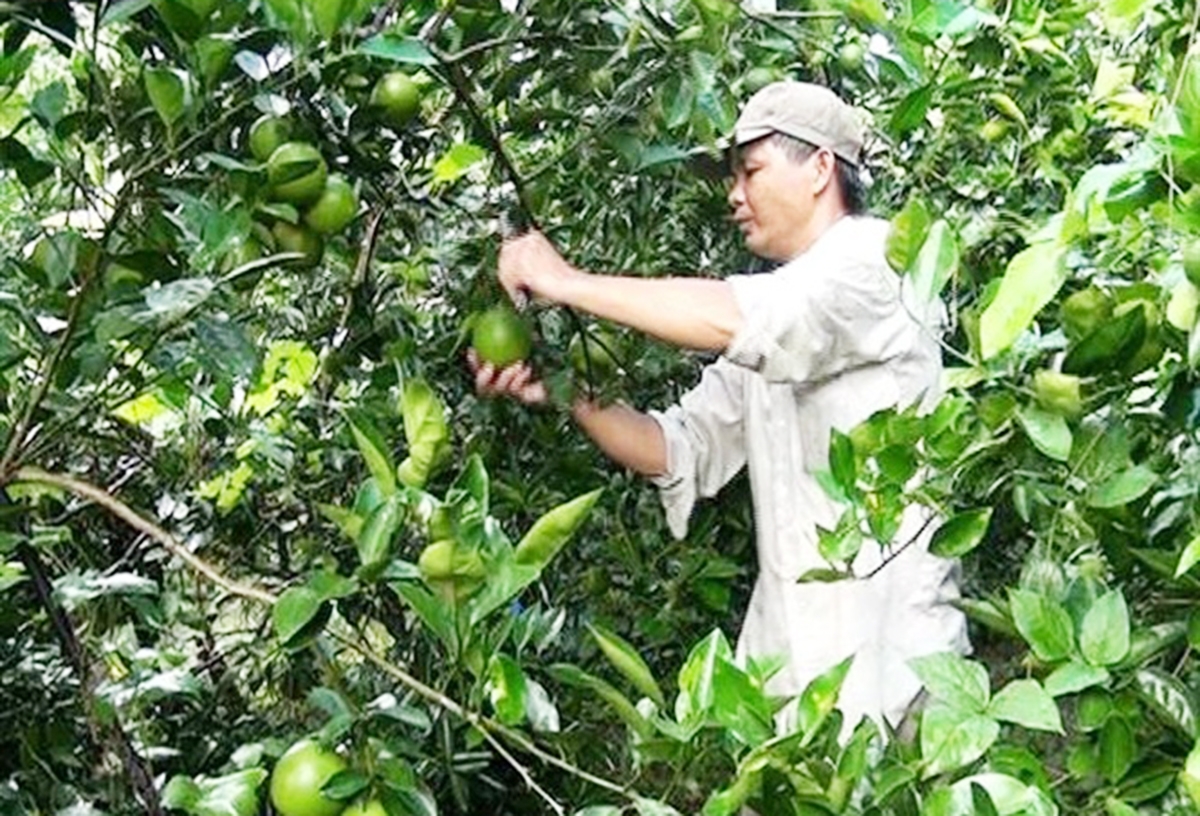 Tổ chức dạy nghề dựa trên vùng nguyên liệu thế mạnh để nguời dân ứng dụng ngay vào thực tế (Ảnh TL).