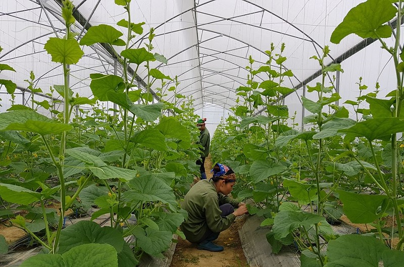 HTX Như Cố đầu tư xây dựng nhà màng giúp cây trồng phát triển thuận lợi, không bị phụ thuộc vào thời tiết.