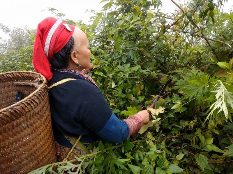 Phát triển các bài thuốc của người Dao một cách bền vững cũng là cách thu hút khách du lịch và nâng cao giá trị kinh tế.