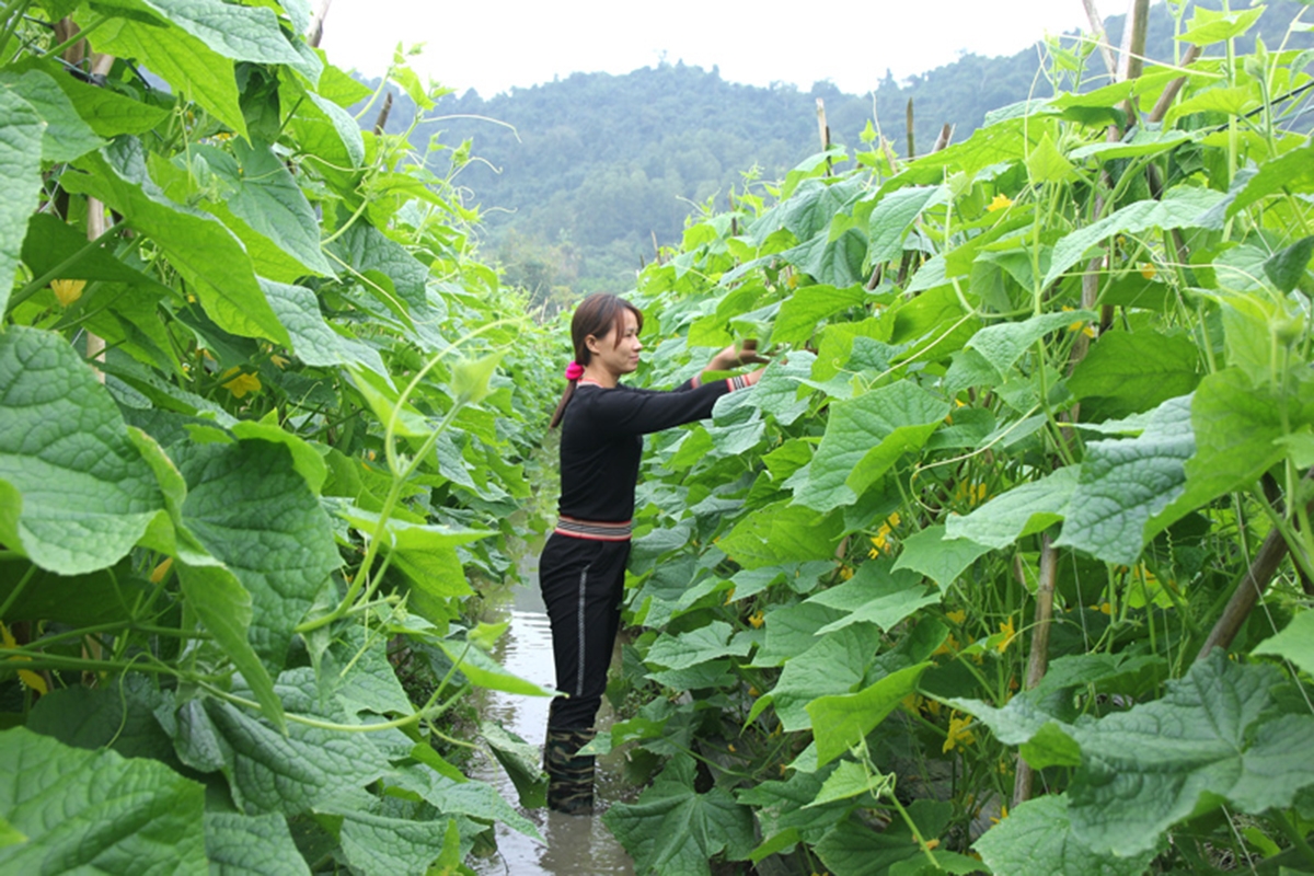 Cần hỗ trợ để hình thành chuỗi giá trị hàng hóa, nâng cao hiệu quả sản xuất cho người dân (Ảnh BTQ).