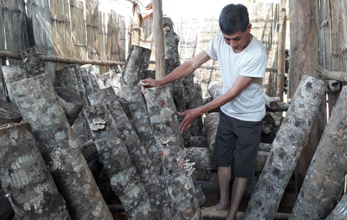 Trồng nấm trên thân cây gỗ là một trong những hướng phát triển kinh tế của người Dao ở thôn Phiêng Khít.
