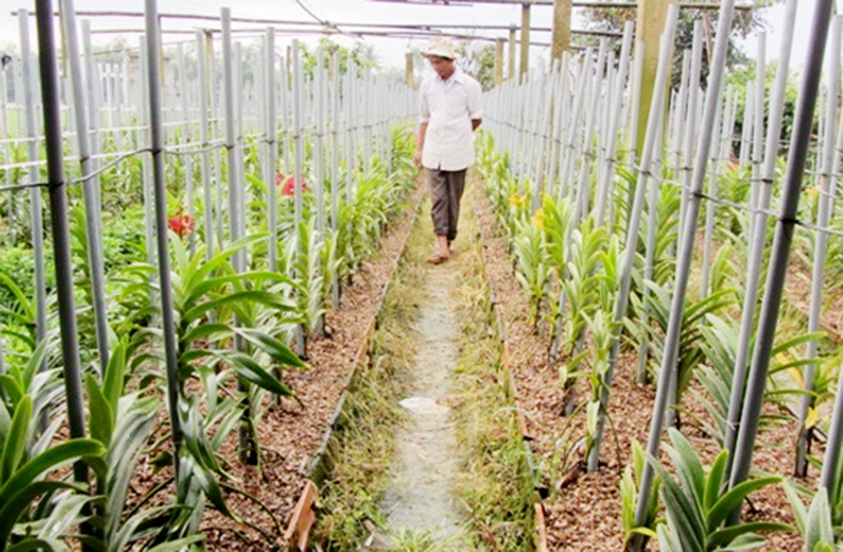 Ứng dụng sản xuất công nghệ cao giúp nông dân giảm tác động biến đổi khí hậu, nâng cao hiệu quả sản xuất (Ảnh MH