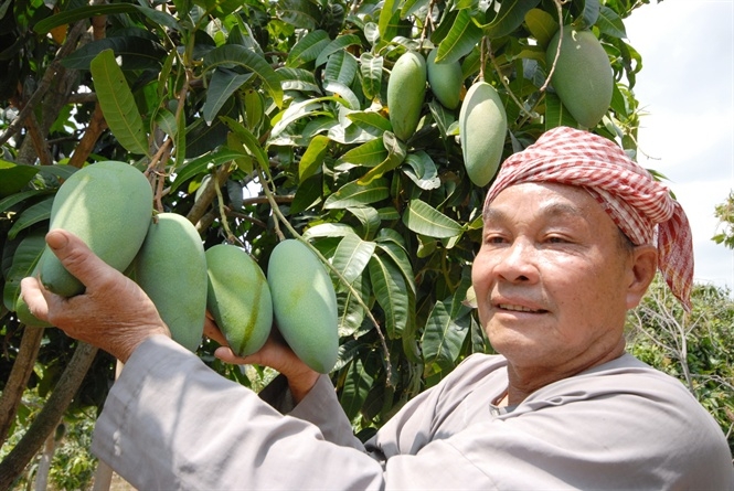 Vùng nguyên liệu manh mún, thiếu chứng chỉ chất lượng khiến đầu ra nông sản luôn bấp bênh.