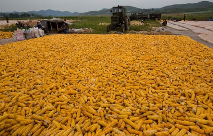 Trong 5 tháng đầu năm 2021, Việt Nam đã chi tới 1,14 tỷ USD để nhập khẩu ngô với khối lượng 4,37 triệu tấn (Ảnh: Int)