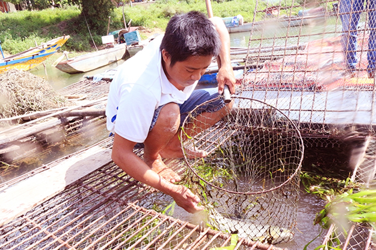 Nuôi cá lồng trên sông Son là một trong những mũi nhọn kinh tế, được đầu tư mạnh ở huyện Bố Trạch.