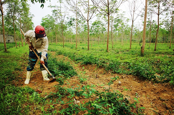 Giáo dân ở Bố Trạch cũng đang triển khai hiệu quả mô hình trồng rừng, với cây cao su chủ lực.