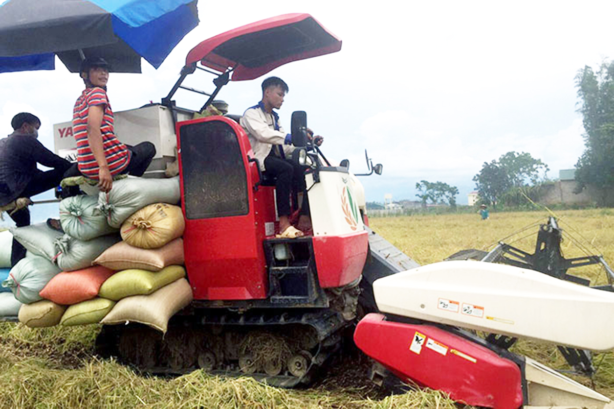 HTX Thanh Yên chủ động phát triển sản xuất lớn để nâng cao giá trị lúa gạo đặc sản (Ảnh TL).