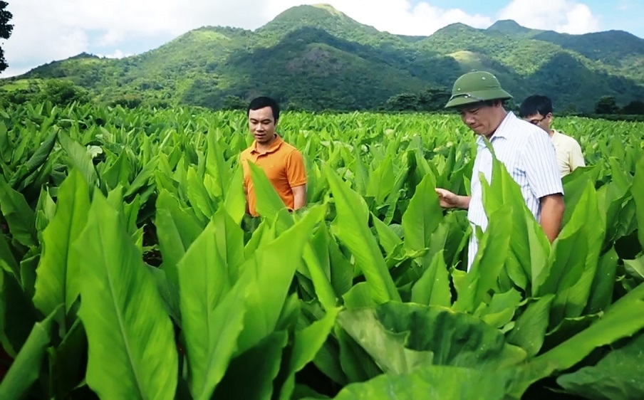 Áp dụng quy trình hữu cơ giúp việc trồng nghệ thân thiện với môi trường.