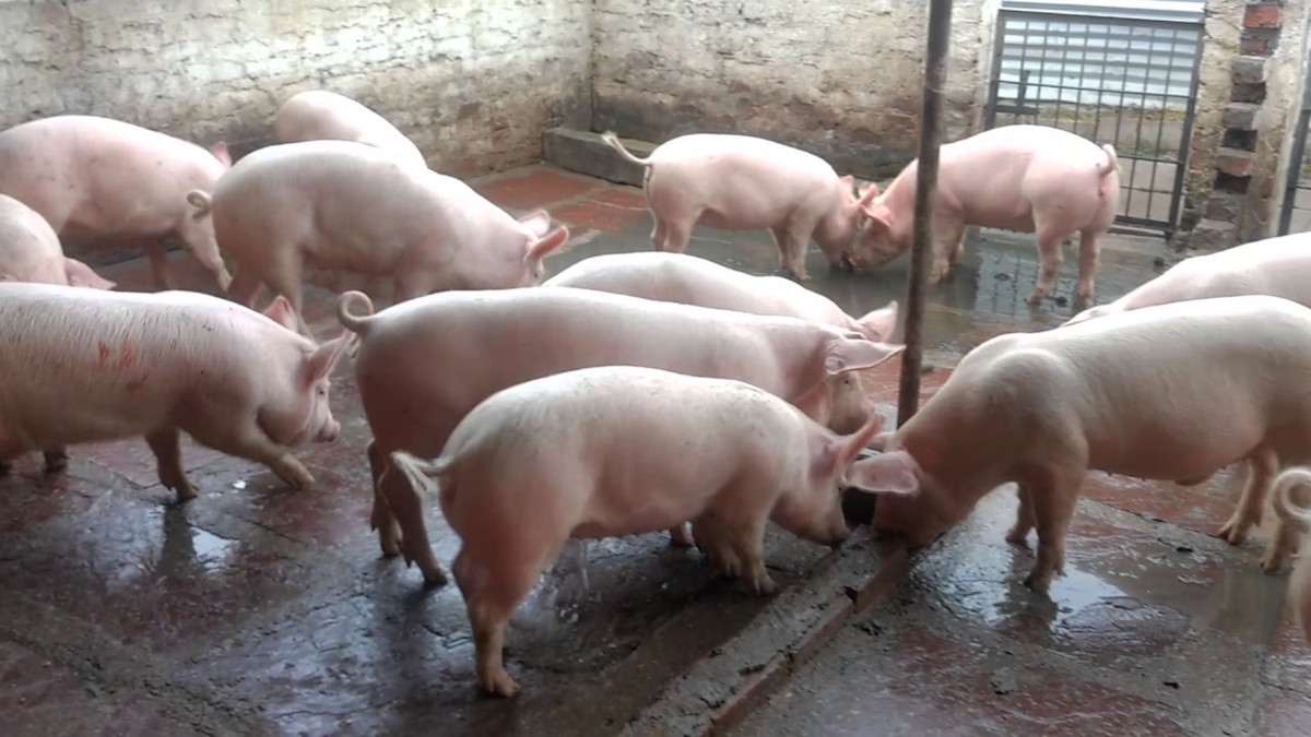 Giá lợn hơi ngày 14/6 tăng nhẹ 1.000 đồng/kg ở miền Nam.