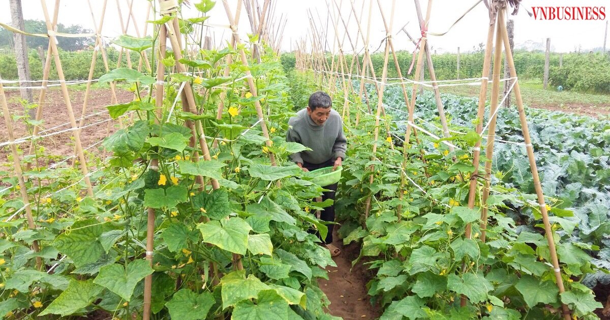 Việc chuyển hướng canh tác mới đã thay đổi tư duy sản xuất của các thành viên HTX Hòa Bình.