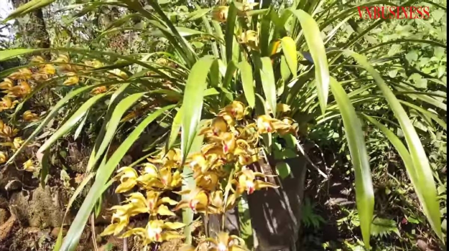 HTX hoa Địa Lan Tả Phìn đã mạnh dạn vận động thành viên, nông dân chuyển đổi toàn bộ diện tích hoa rời rạc sang chuyên canh trồng hoa lan chất lượng cao.