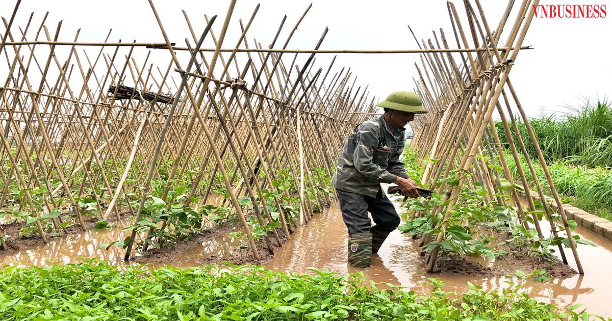 Mô hình trồng rau an toàn HTX Chúc Sơn cho năng suất cao, bảo vệ môi trường.