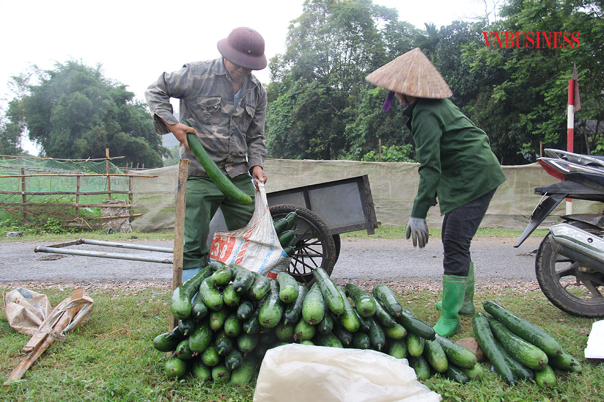 Sản phẩm bí xanh của người dân xã Độc Lập và Đú Sáng, tỉnh Hòa Bình được tiêu thụ ổn định nhờ chính sách bao tiêu sản phẩm của HTX dịch vụ nông nghiệp Độc Lập.