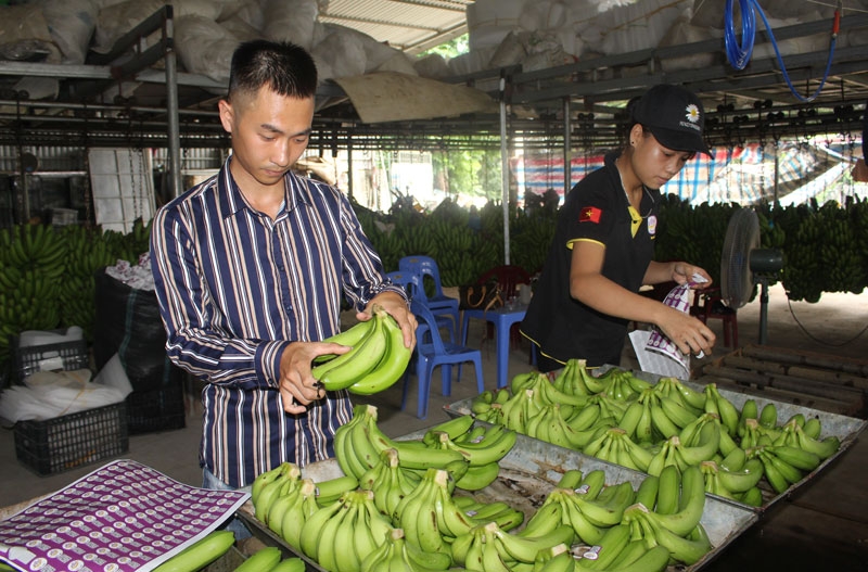 Sản phẩm chuối của HTX chuối Viba ngày càng mở rộng thị trường tiêu thụ nhờ sản xuất theo tiêu chuẩn VietGAP và được chứng nhận OCOP 3 sao.