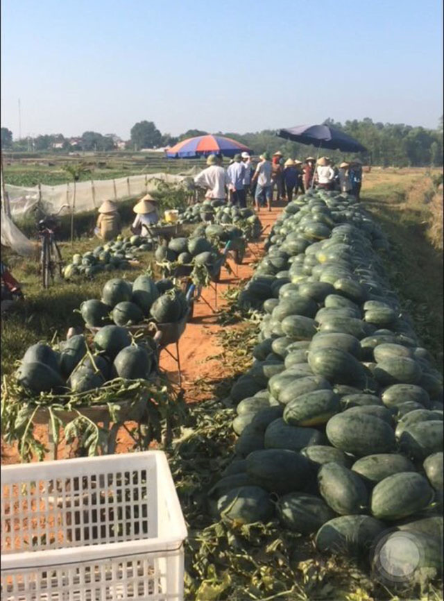 Hiện, Bắc Giang vẫn còn hàng chục nghìn tấn nông sản cần được tiêu thụ trong thời gian tới.