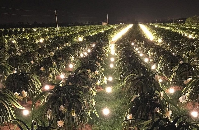 Diện tích thanh long tại Bình Thuận vượt quy hoạch trong khi hệ thống phục vụ sản xuất chưa theo kịp.