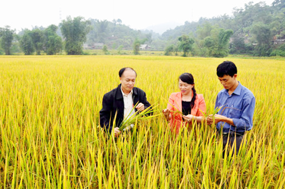 Lúa Bao thai Chợ Đồn đang mở ra hướng thâm canh bền vững cho người dân Phương Viên (Ảnh TL).