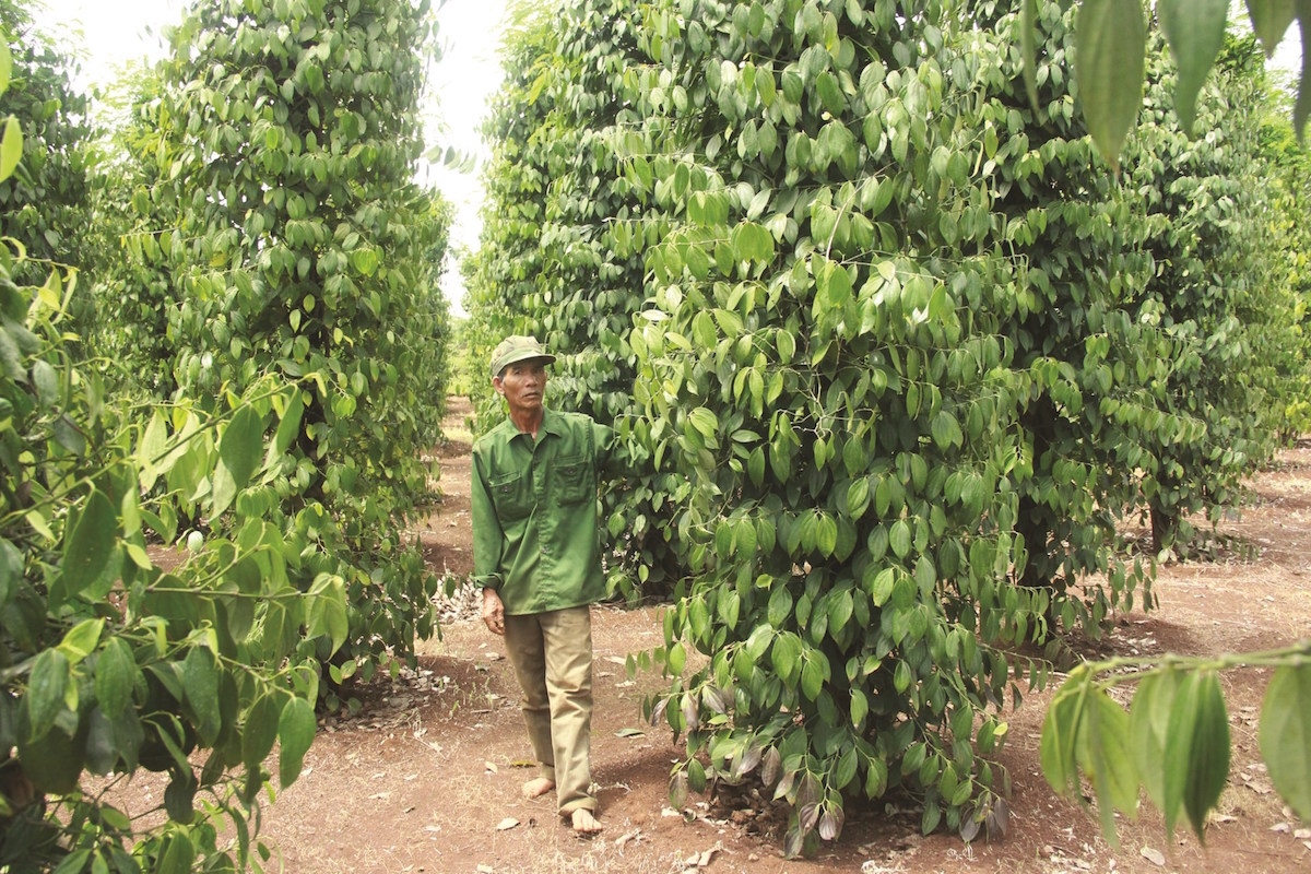 Vụ thu hoạch hạt tiêu 2021 của Việt Nam đạt 180 nghìn tấn, thấp hơn 60 nghìn tấn (giảm 25%) so với cùng kỳ.