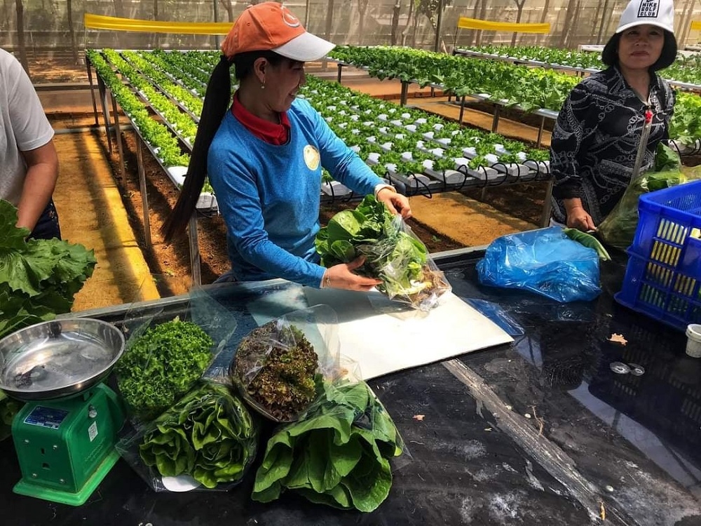 Khu vực sơ chế rau được đặt ngay trong nhà màng để bảo đảm chất lượng nông sản.