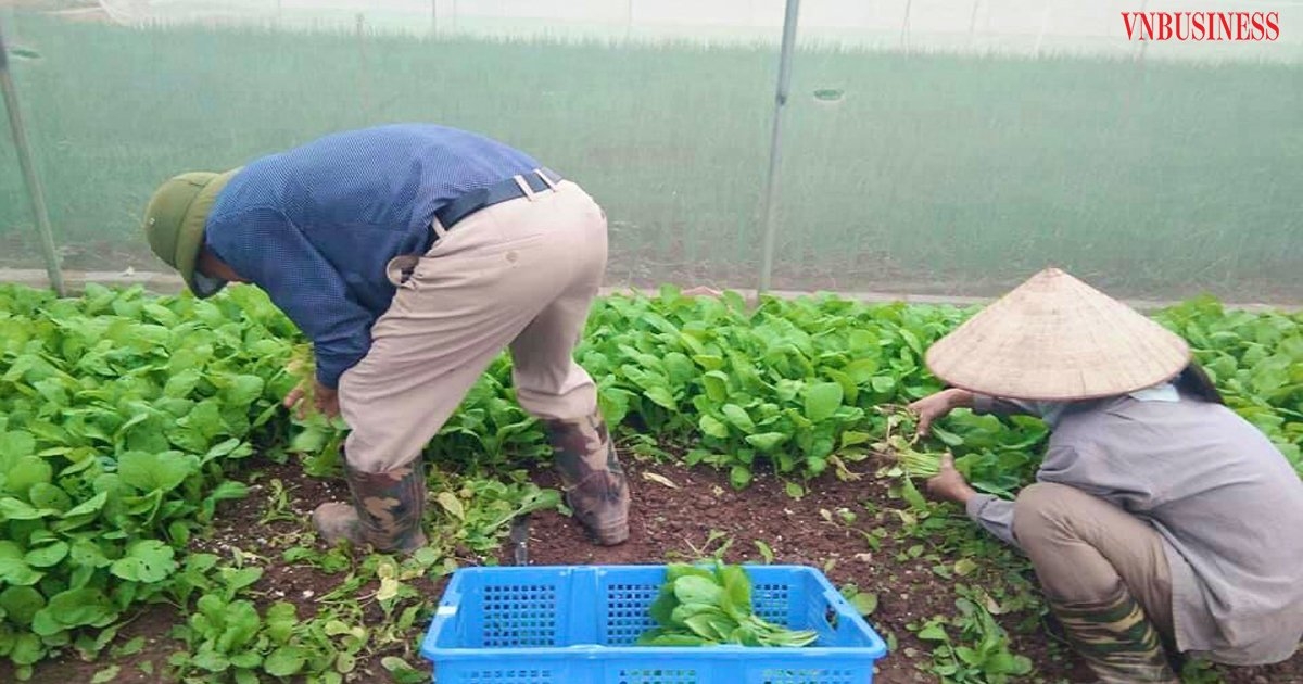 Với 15 ha diện tích canh tác, HXT Rau sạch Chúc Sơn có hơn 30 đầu mục rau được sản xuất quanh năm