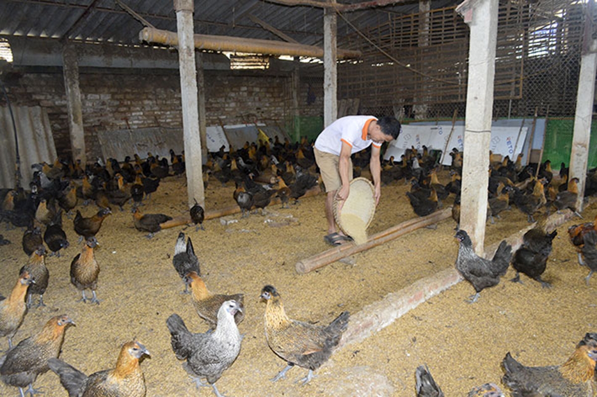 Học nghề chăn nuôi giúp các hộ ứng dụng vào thực tế, xây dựng thành công các mô hình chăn nuôi hàng hóa (Ảnh TL).