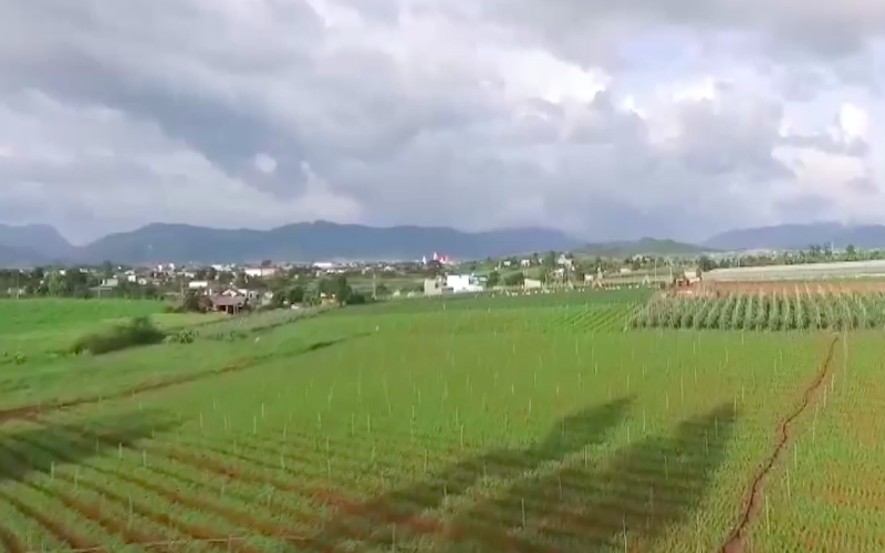 Xây dựng vùng nguyên liệu lớn để phát triển sản xuất nông nghiệp.